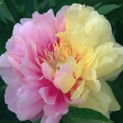 Пион ЛЕМОН ДРИМ ито-гибрид — описание сорта Пион ЛЕМОН ДРИМ ито-гибрид в Москве