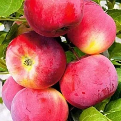 Яблоня СЕРЕБРЯНОЕ КОПЫТЦЕ в Москве