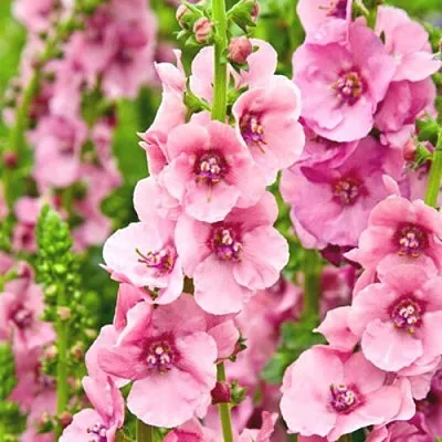 Коровяк ПИНК ДОМИНО гибридный (вербаскум) в Москве