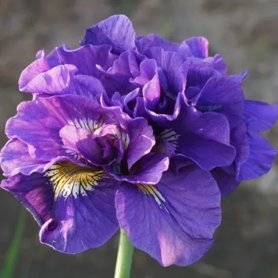 Ирис ДАБЛ СТАНДАРТ сибирский в Москве