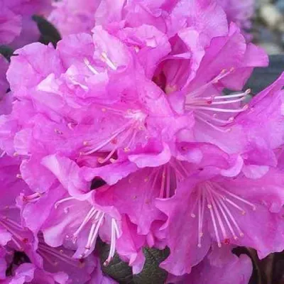 Рододендрон П.Ж.М. ЭЛИТ — описание сорта Рододендрон П.Ж.М. ЭЛИТ в Москве