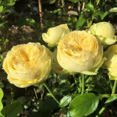 Саженцы роз КАТАЛИНА спрей в Москве