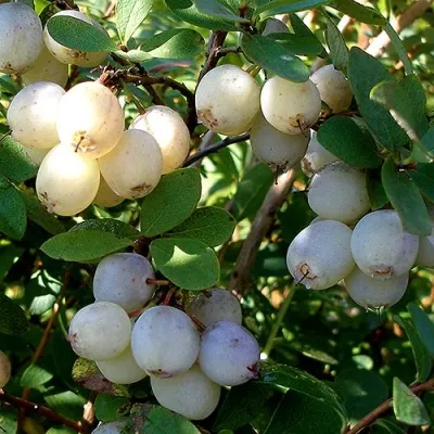 Голубика СНЕГУРОЧКА — описание сорта Голубика СНЕГУРОЧКА в Москве