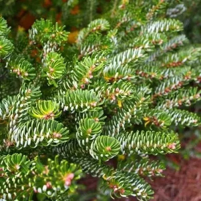 Пихта белая в Москве