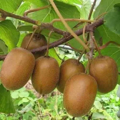 Актинидия ХЕЙВАРД деликатесная  — описание сорта Актинидия ХЕЙВАРД деликатесная  в Москве