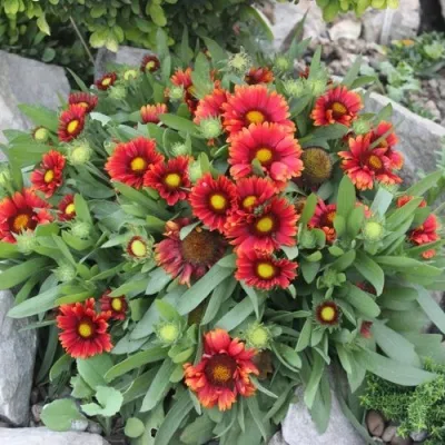 Гайлардия АРИЗОНА РЕД ШЕЙДС в Москве