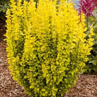 Барбарис ГОЛДЕН ТОРЧ тунберга — описание сорта Барбарис ГОЛДЕН ТОРЧ тунберга в Москве