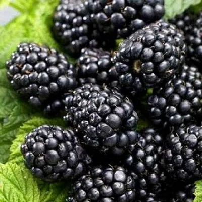 Ежевика БЖЕЗИНА бесшипная — описание сорта Ежевика БЖЕЗИНА бесшипная в Москве