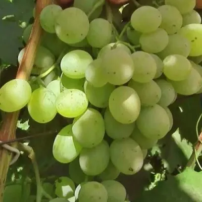 Виноград СВЕТЛАНА в Москве