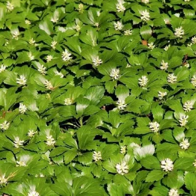 Пахизандра ГРИН ШИН верхушечная — описание сорта Пахизандра ГРИН ШИН верхушечная в Москве