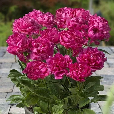 Пион ЛОНДОН травянистый  Пион ЛОНДОН травянистый в Москве