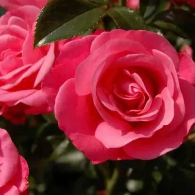 Саженцы роз РОМАНС флорибунда в Москве