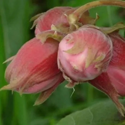 Фундук АКАДЕМИК ЯБЛОКОВ — описание сорта Фундук АКАДЕМИК ЯБЛОКОВ в Москве