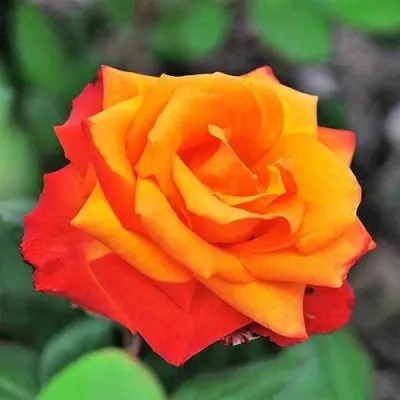 Саженцы роз ТЕМПИ МОДЕРНИ чайно-гибридная — описание сорта Саженцы роз ТЕМПИ МОДЕРНИ чайно-гибридная в Москве