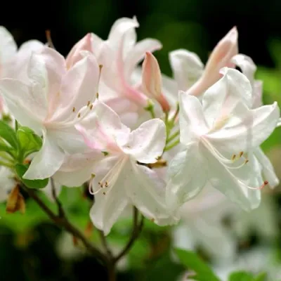 Азалия УАЙТ ЛАЙТС листопадная — описание сорта Азалия УАЙТ ЛАЙТС листопадная в Москве