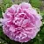 Пион РИМ травянистый в Москве