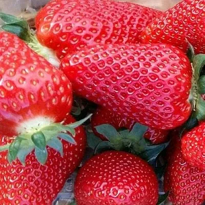 Клубника АМИ  Клубника АМИ в Москве