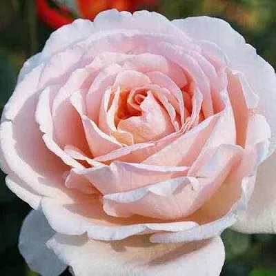 Саженцы роз АНДРЕ ЛЕ НОТР чайно-гибридная в Москве