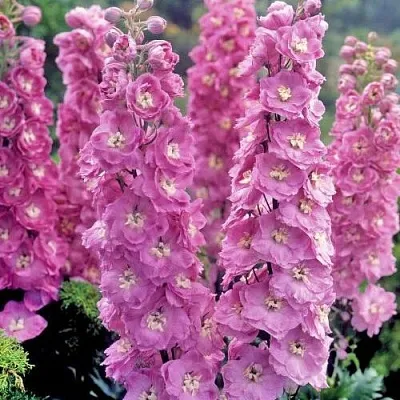 Дельфиниум ДЕЛЬФИС ПИНК ПАУЭ высокий  Дельфиниум ДЕЛЬФИС ПИНК ПАУЭ высокий в Москве