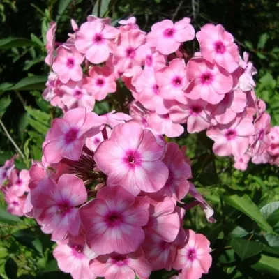 Флокс ГЕРКУЛЕС метельчатый — описание сорта Флокс ГЕРКУЛЕС метельчатый в Москве