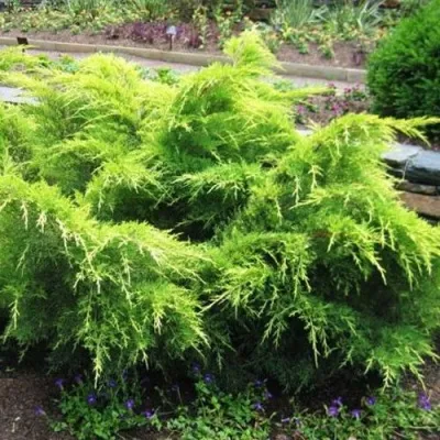 Можжевельник ГОЛД КОСТ средний в Москве