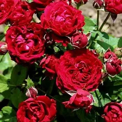 Саженцы роз ТАМАНГО спрей в Москве