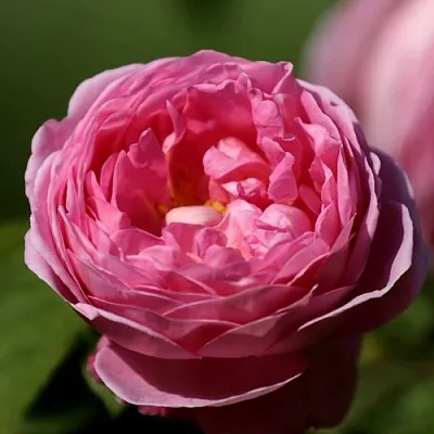 Саженцы роз ПИНК ЭКСПРЕШН флорибунда  Саженцы роз ПИНК ЭКСПРЕШН флорибунда в Москве