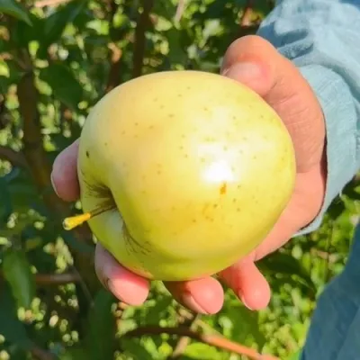 Яблоня ЗАЙЧУК — описание сорта Яблоня ЗАЙЧУК в Москве