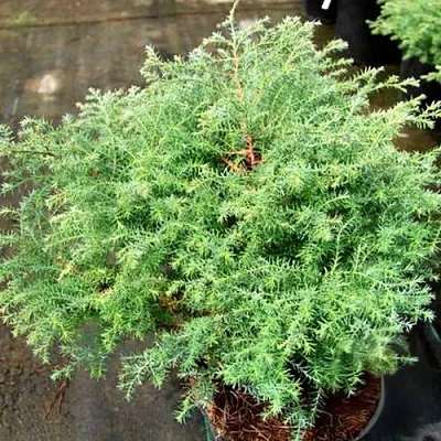 Кипарисовик СКВАРРОЗА горохоплодный  Кипарисовик СКВАРРОЗА горохоплодный в Москве