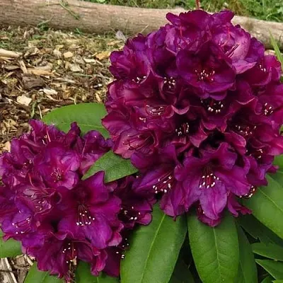 Рододендрон ПОЛАРНАХТ в Москве