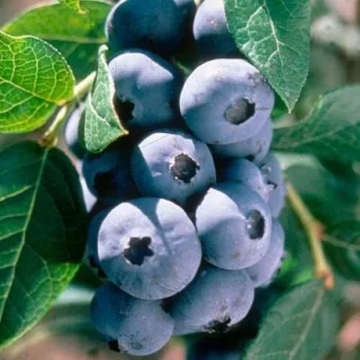 Голубика АВРОРА в Москве