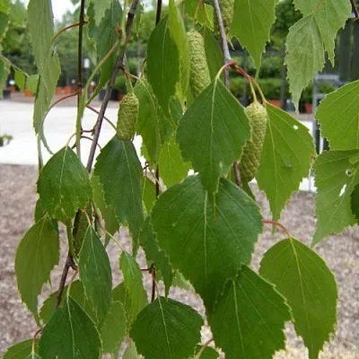 Береза ФАСЦИНЕЙШЕН белая   Береза ФАСЦИНЕЙШЕН белая  в Москве