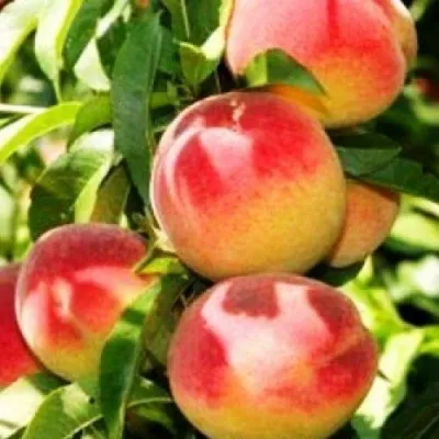 Персик НОВОСЕЛКОВСКИЙ — описание сорта Персик НОВОСЕЛКОВСКИЙ в Москве