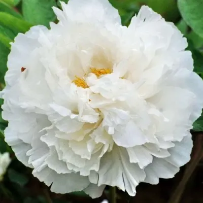 Пион БЕЛЫЙ СНЕГ древовидный — описание сорта Пион БЕЛЫЙ СНЕГ древовидный в Москве