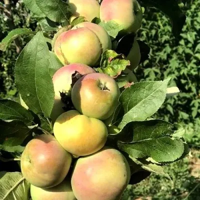 Яблоня ПРИОКСКОЕ колонновидная — описание сорта Яблоня ПРИОКСКОЕ колонновидная в Москве