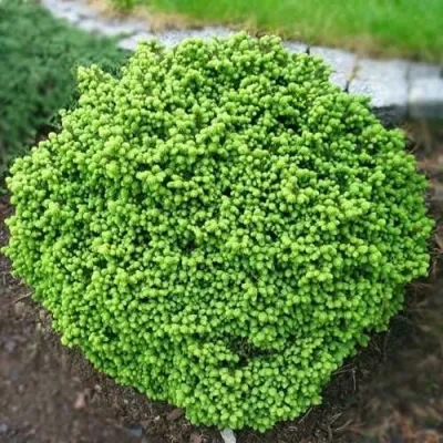 Ель ЛИТЛ ДЖЕМ обыкновенная — описание сорта Ель ЛИТЛ ДЖЕМ обыкновенная в Москве