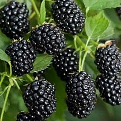 Бесшипная  Бесшипная в Москве