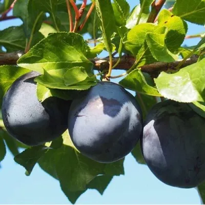 Слива ВОЛАТ в Москве