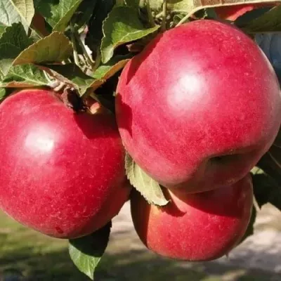 Яблоня РУБИН в Москве