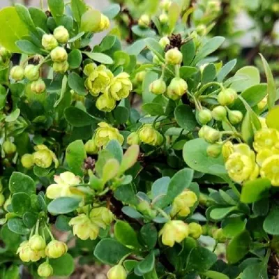 Барбарис КОБОЛЬД тунберга — описание сорта Барбарис КОБОЛЬД тунберга в Москве