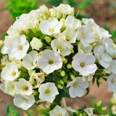 Флокс ГРИН ЛИФ метельчатый — описание сорта Флокс ГРИН ЛИФ метельчатый в Москве