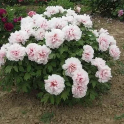 Пион ПЕРСИК ПОД СНЕГОМ древовидный — описание сорта Пион ПЕРСИК ПОД СНЕГОМ древовидный в Москве