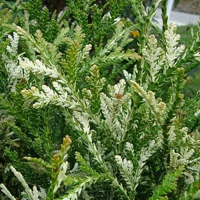 Туевик ВАРИЕГАТА долотовидный   Туевик ВАРИЕГАТА долотовидный  в Москве