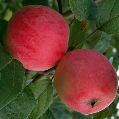 Яблоня СУЙСЛЕПСКОЕ (МАЛИНОВКА) в Москве