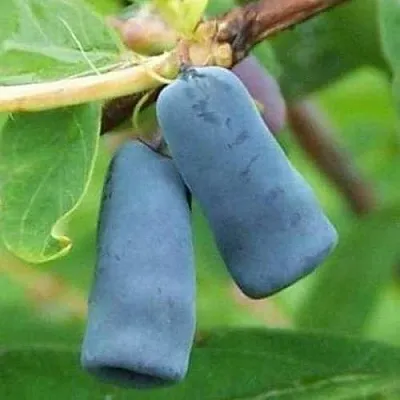 Жимолость съедобная ЗИНРИ  Жимолость съедобная ЗИНРИ в Москве