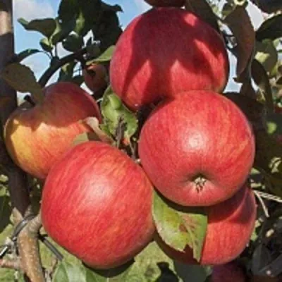 Яблоня ПЕРСИКОВАЯ — описание сорта Яблоня ПЕРСИКОВАЯ в Москве