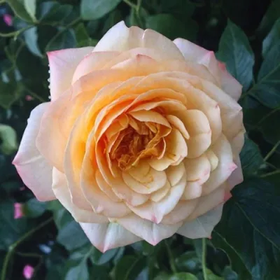 Саженцы роз АБЕЙ ДЕ СЕНТ-АМАН шраб в Москве