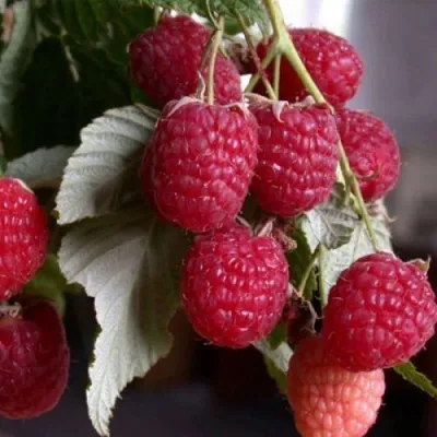 Малина ГЕРАКЛ в Москве