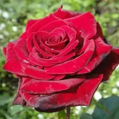 Саженцы роз ГРАНД ГАЛА чайно-гибридная в Москве