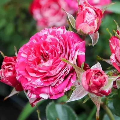 Саженцы роз АРРОУ ФОЛИЕС спрей — описание сорта Саженцы роз АРРОУ ФОЛИЕС спрей в Москве